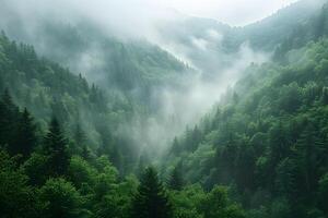 Mystical Foggy Forest in Misty Mountains - Nature Landscape for Tranquil Retreat and Meditation photo