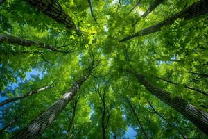 Tranquil Forest Canopy with Sunlight Filtering Through Lush Greenery photo