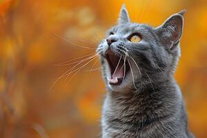 Alert Gray Cat in Autumn Foliage Nature Photography for Pet Lovers and Decor photo
