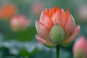 Serene Lotus Blossom with Dew Drops in Tranquil Garden Setting photo