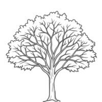 tree outline for coloring pages vector