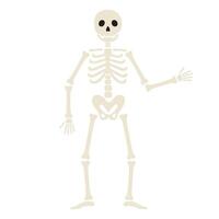 Human skeleton stands and waves hand. Funny Halloween character. Human body structure. Flat illustration isolated on white background vector