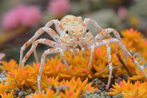 A Close-Up View of a Crab Spider in a Field of Yellow Flowers photo