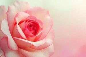 A Close-Up View of a Soft Pink Rose Blossom photo