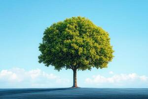 A Single Green Tree Standing Alone on a Blue Field Under a Blue Sky with White Clouds photo