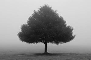 A lone tree in a foggy field, silhouetted against a pale sky. photo
