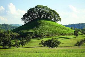 A lone tree stands atop a green grassy hill. photo