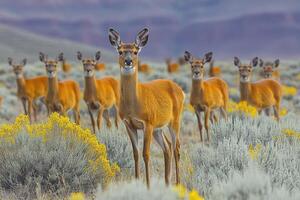 A Mule Deer Doe Stands Tall Amidst a Herd in a Field of Yellow Wildflowers photo