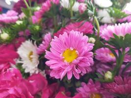 China Aster, Callistephus chinensis multicolored flowers in one bucket container. photo