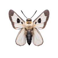 Close-up image of a moth with spread wings displaying intricate patterns and textures on a transparent background png