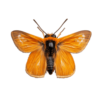 vibrante naranja polilla con detallado alas y antenas en transparente fondo, exhibiendo intrincado patrones y texturas en sorprendentes de cerca ver png