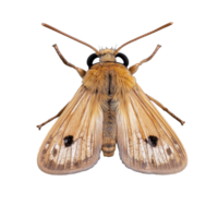 Close-up image of a beautiful brown moth on a transparent background, showcasing intricate wing patterns and textures in natural colors png
