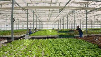 Drone shot of high tech agricultural greenhouse controlled by automatized technology parameters, AR visualization. AR hologram statistics over certified organic eco friendly farm crops video