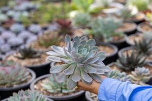 Asian gardener is checking root system of echeveria succulent plant while working inside his greenhouse full of collecting plant for hobby and leisure gardening activities photo