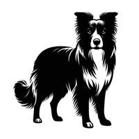 A black and white border collie dog is standing in front of a white background vector