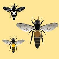 different types of bee isolated in white vector