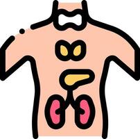 The human body with the kidneys and liver vector