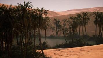 Oasis among dunes with lush palm trees in a vast desert landscape video