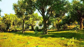 Lush green forest landscape near a serene lake in bright daylight video