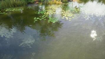 Lily pads floating on a serene pond surrounded by lush greenery during the day video