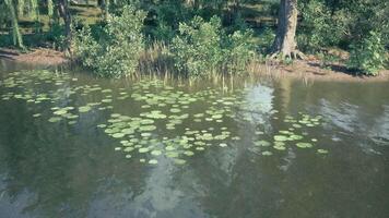 Lily pads floating on a serene lake surrounded by lush greenery in daylight video