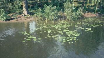 Lily pads floating serenely on a tranquil lake surrounded by lush greenery video