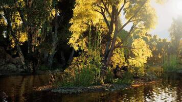 Golden sunlight illuminates a tranquil island surrounded by water in nature video