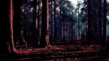 Majestic sequoia trees tower in a serene forest during early evening hours video