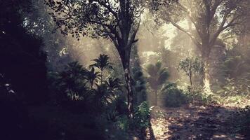 Sunlight filters through trees in a lush forest during the early morning video