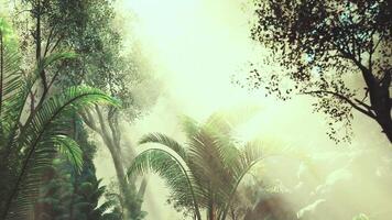 Sunlight filters through dense tropical foliage in a serene forest setting video