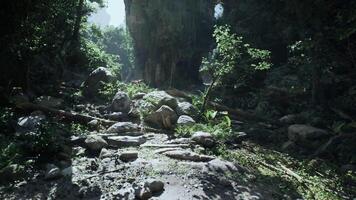 Exploring the lush greenery of a remote jungle in Vietnam during daylight video