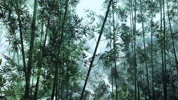 Lush bamboo grove in the majestic mountains of china video