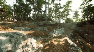 Rocky terrain surrounded by lush trees in a serene forest setting at sunrise video