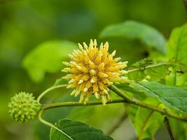 Close up of Mitragyna speciosa flower. photo