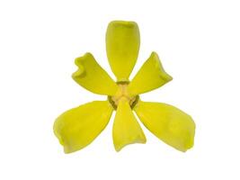 fragrant flowers of climbing on white background. photo