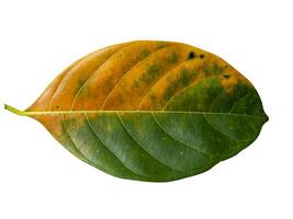 Close up Jackfruit leaves change color on white background photo