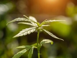 Close up of Small Marijuana or Thai stick tree are growth. photo