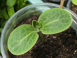 Close up Seedlings of Butternut Squash. photo
