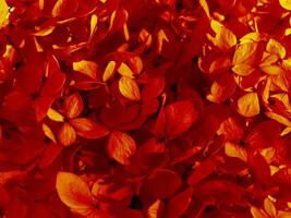 Close up dry Hydrangea flower background. photo