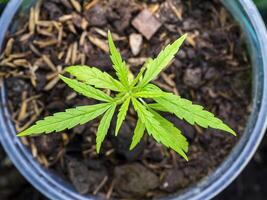 Close up of Small Marijuana or Thai stick tree are growth. photo