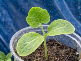 Close up Seedlings of Butternut Squash. photo