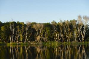 The dead trees reflecting surface photo