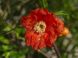 Close up pollen of Pomegranate flower on branch photo
