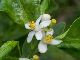 Close up of Orange flowers on a branch with blur background. photo