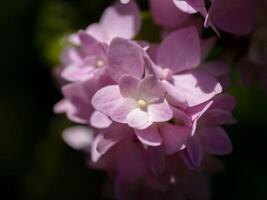 Close up soft pink hydrangea flower with dark background. photo