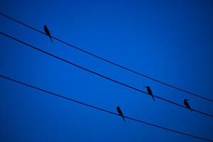 The bird on power lines with deep blue color. photo