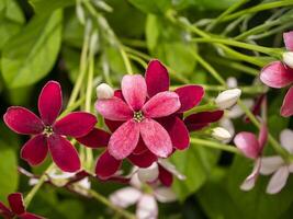 Close up of Chinese honey Suckle, Rangoon Creeper, Drunken Sailor flower photo