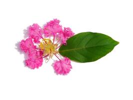 Close up of Crape Myrtle Flowers photo