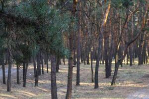 Landscape image of a tourist road in a pine forest. Pleasant relaxation for trips, Nordic walking, walking in the fresh air, away from the noise of the city, in silence and tranquility. photo