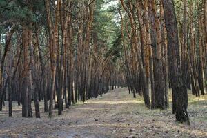 Landscape image of a tourist road in a pine forest. Pleasant relaxation for trips, Nordic walking, walking in the fresh air, away from the noise of the city, in silence and tranquility. photo